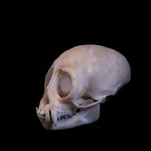 Squirrel Monkey Skull Replica – Life Size – Museum Quality Primate Anatomy Model – Free Worldwide Shipping