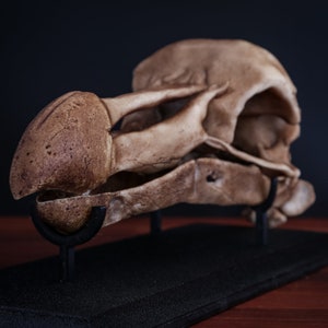 Dodo Skull Replica (Full Sized) including display base - FREE delivery world wide.