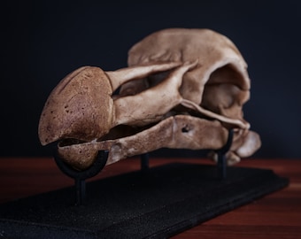 Dodo Skull Replica (Full Sized) including display base - FREE delivery world wide.