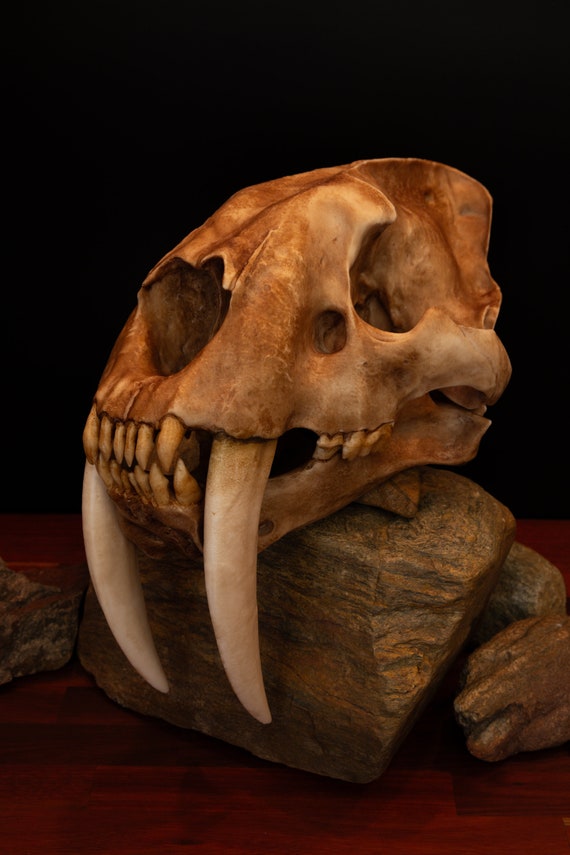 激レア！ バンドウイルカの頭蓋骨 激レア！ バンドウイルカの頭蓋骨 激