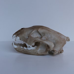 May include: A close-up of a brown animal skull with white teeth. The skull is lying on a white surface.