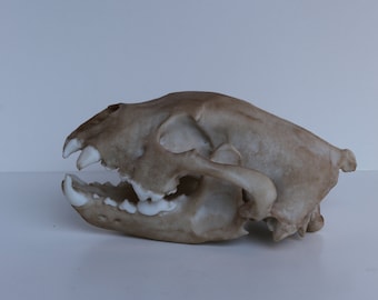 Life-Size Wolverine Skull Replica – Two-Part Anatomical Display - FREE World Wide Shipping!