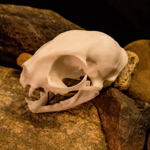 Domestic Cat Skull - 3d printed high quality - Free postage in Australia - FREE world wide shipping!