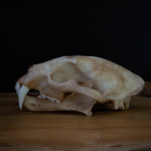 Clouded Leopard skull - life sized Skull - Replica - Resin Printed High Quality Piece - FREE delivery world wide!