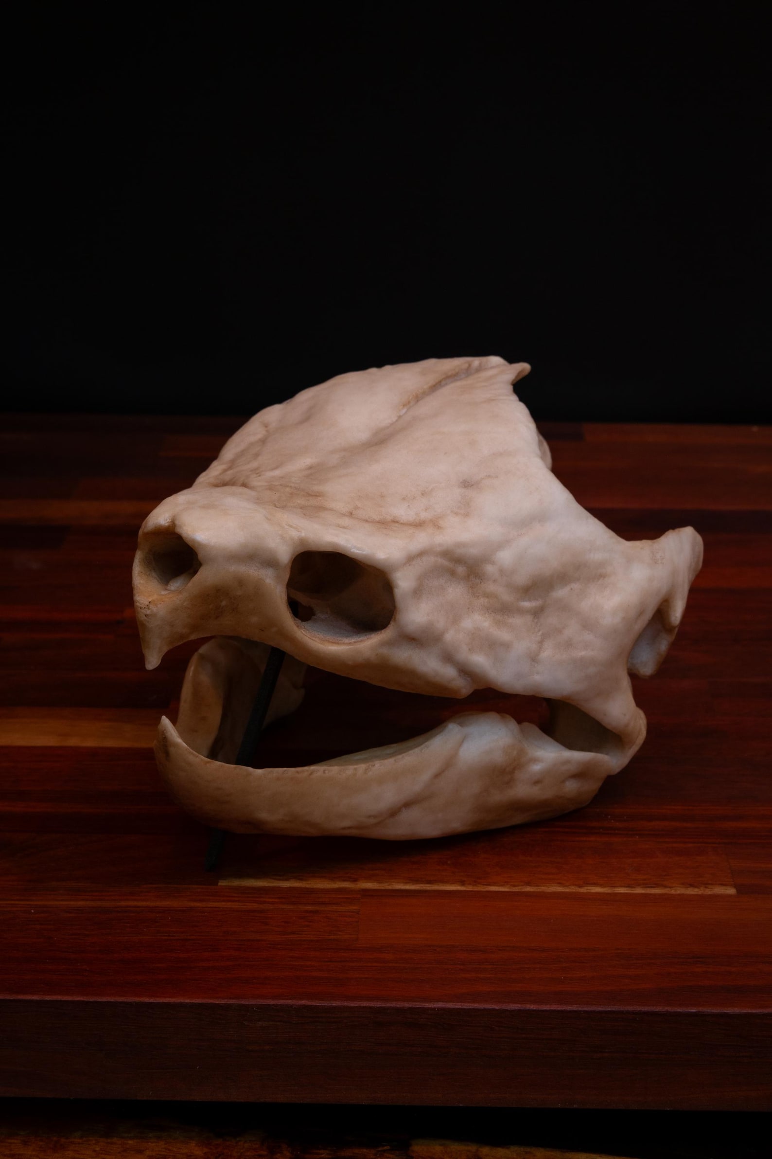 Alligator Snapping Turtle Skull -replica - High Quality Piece - FREE ...