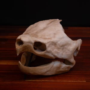 May include: A close-up of a white, bone-like turtle skull with a small, black metal rod sticking out of the mouth. The skull is sitting on a dark brown wooden surface.