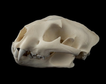 Life-Sized Cougar Skull Replica – Realistic Puma Resin Display - FREE World Wide Shipping!