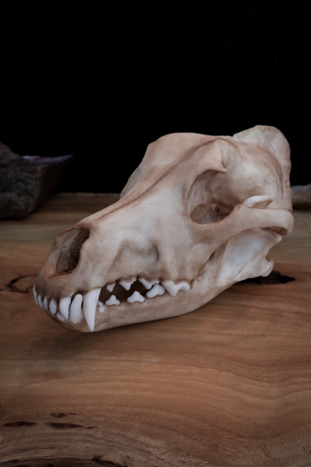 Dingo Skull Australian replica Resin Printed High Quality Etsy