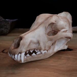 Dingo Schädel - Australier - Replikat - Hochwertiges Stück - Gratis Versand weltweit!