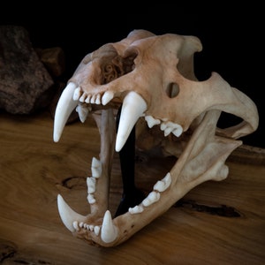 Tiger Skull Replica - Large Adult - High Quality Piece - FREE delivery world wide!