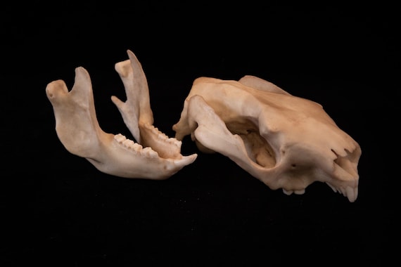 コアラの等身大の頭蓋骨レプリカ - 高品質の作品 - 世界中に送料無料