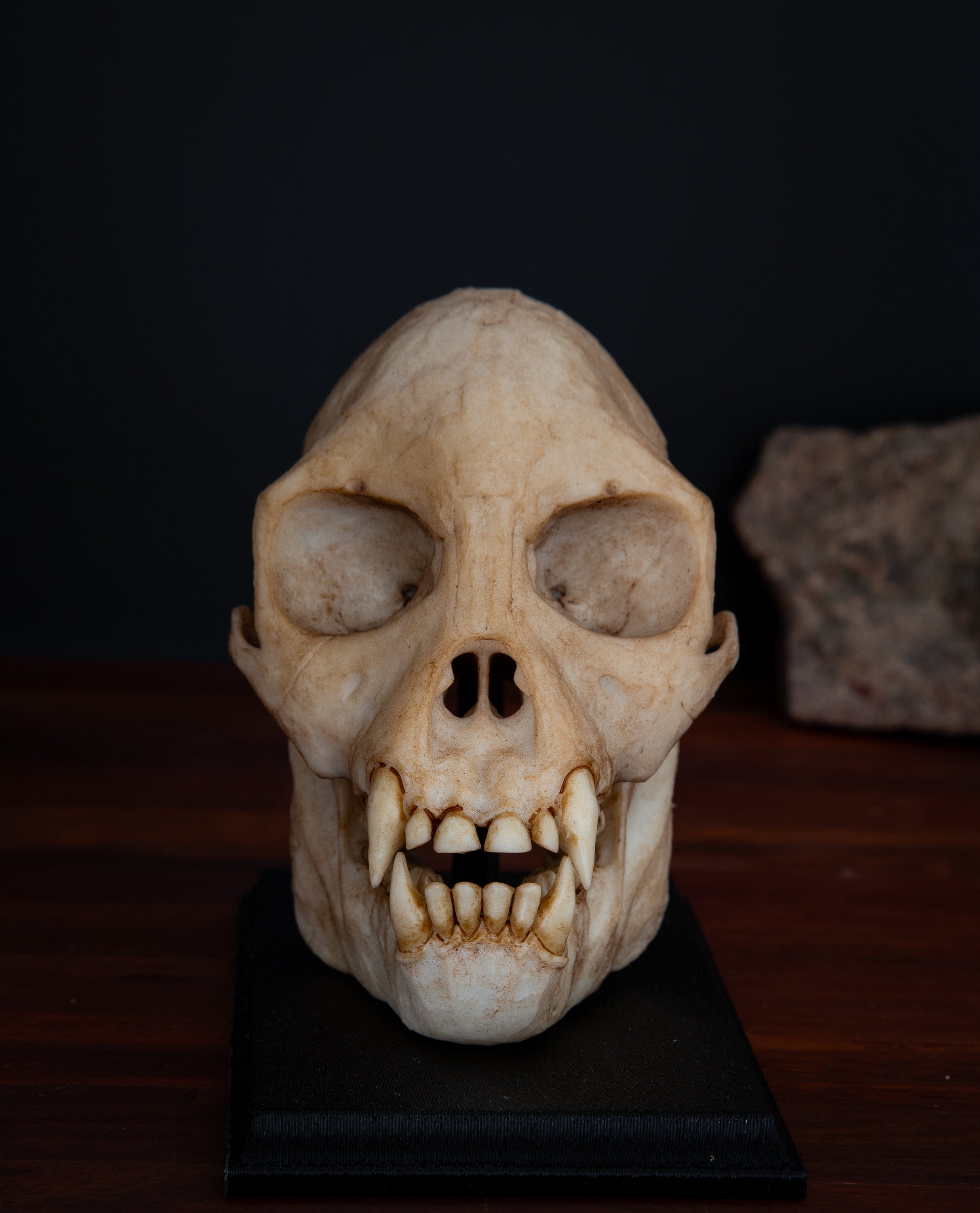 プロコンスル・アフリカヌスの頭蓋骨 - 実物大 - 高品質の作品 - 送料