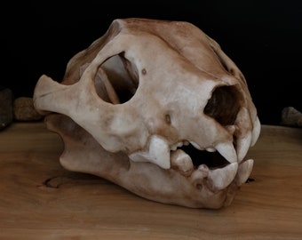 Australian Lion (Thylacoleo) Full Sized Large Skull-Replica - Resin Printed High Quality Piece - FREE delivery world wide!