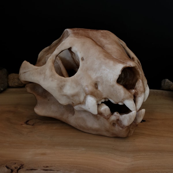 Australian Lion (Thylacoleo) Full Sized Large Skull-Replica - Resin Printed High Quality Piece - FREE delivery world wide!