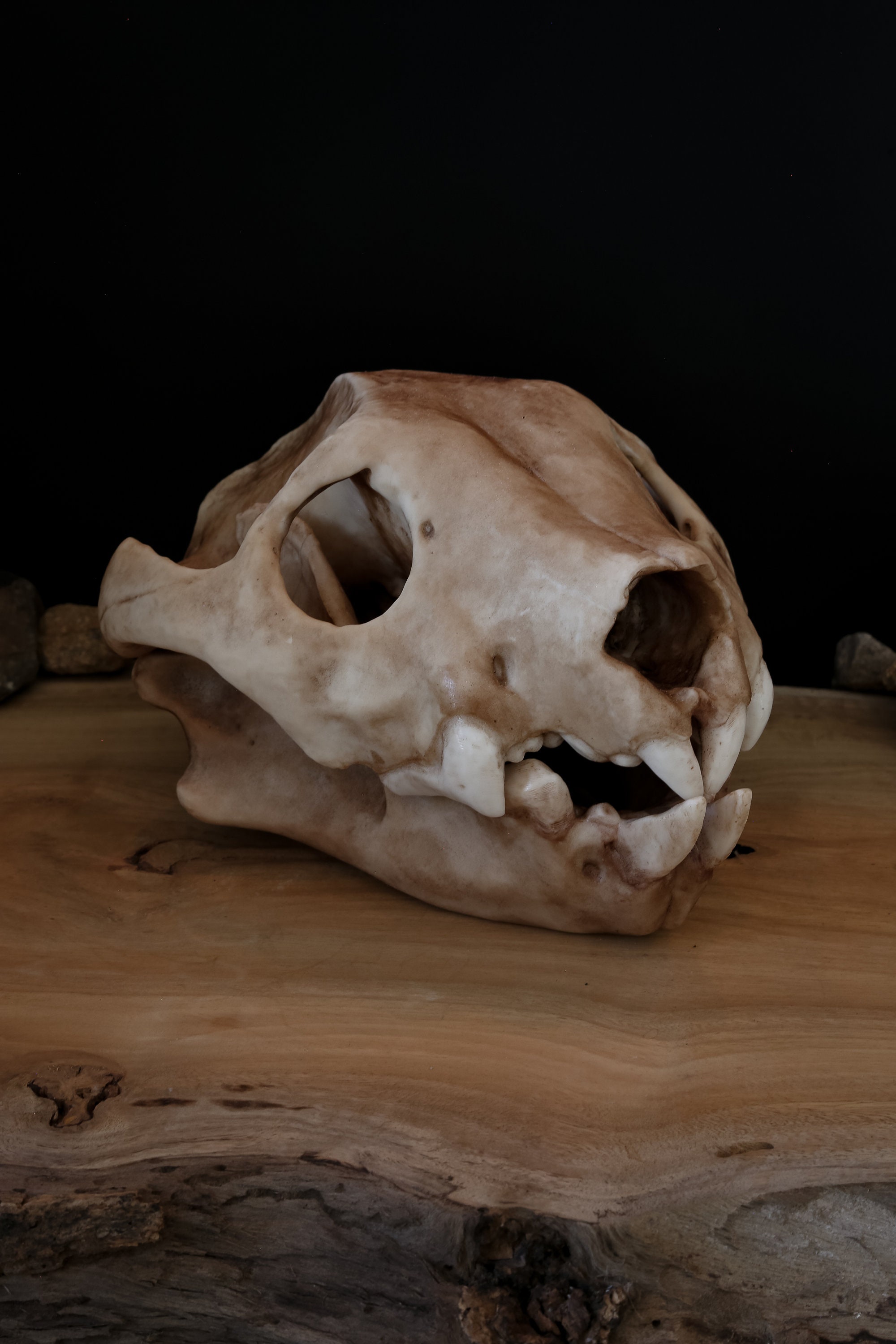 Australian Lion (thylacoleo) Full Sized Large Skull-replica - High Quality  Piece - FREE Delivery World Wide! - Etsy Canada