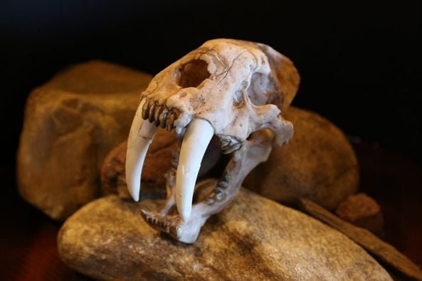 実物大のサーベルタイガーの頭蓋骨レプリカ – 先史時代の化石模型