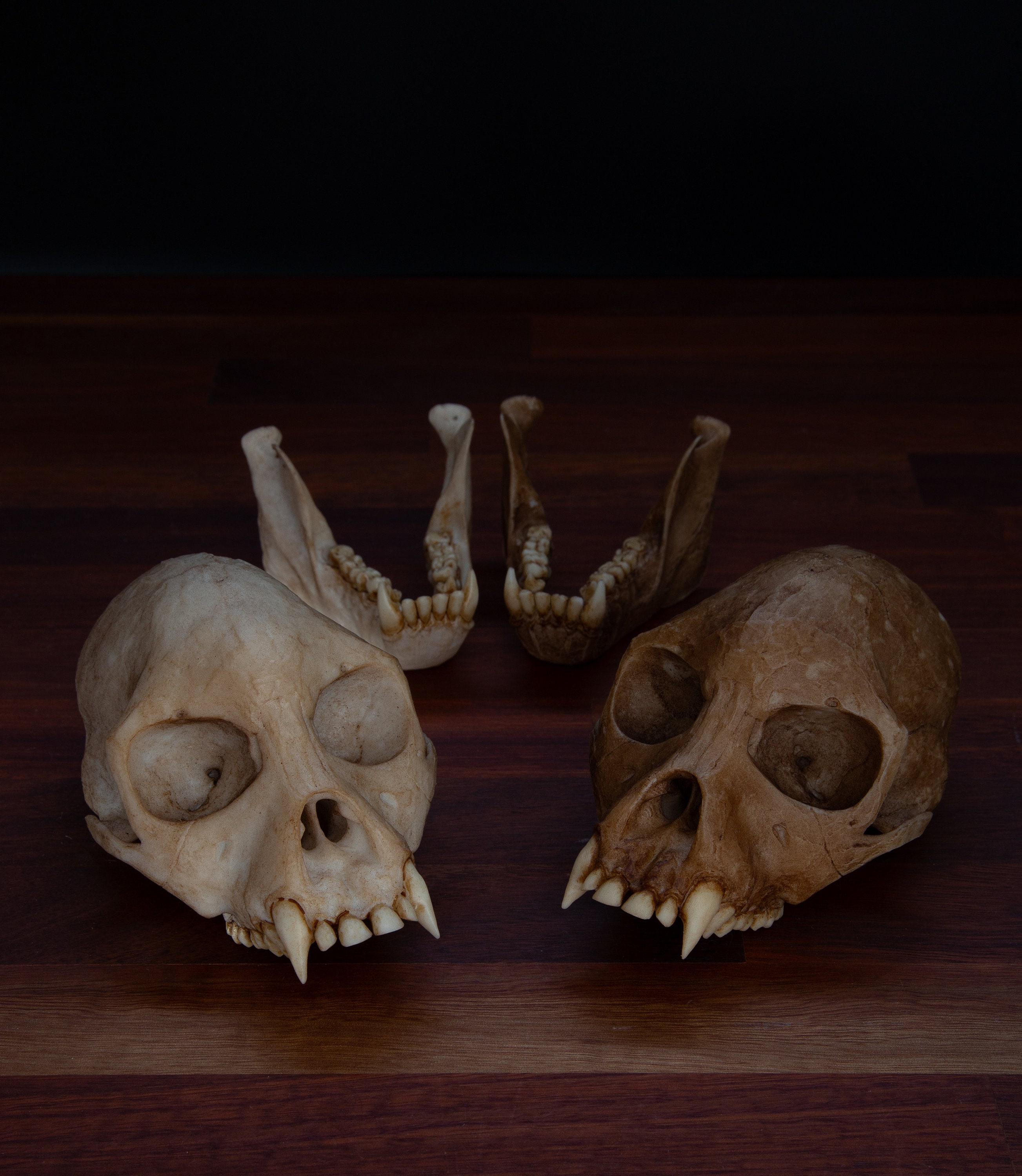 プロコンスル・アフリカヌスの頭蓋骨 - 実物大 - 高品質の作品 - 送料