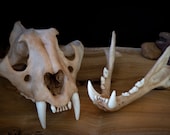 Tiger Skull-replica - Resin Printed High Quality Piece