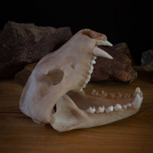 May include: A white animal skull with teeth, open jaw, and a rough texture. The skull is on a wooden surface.