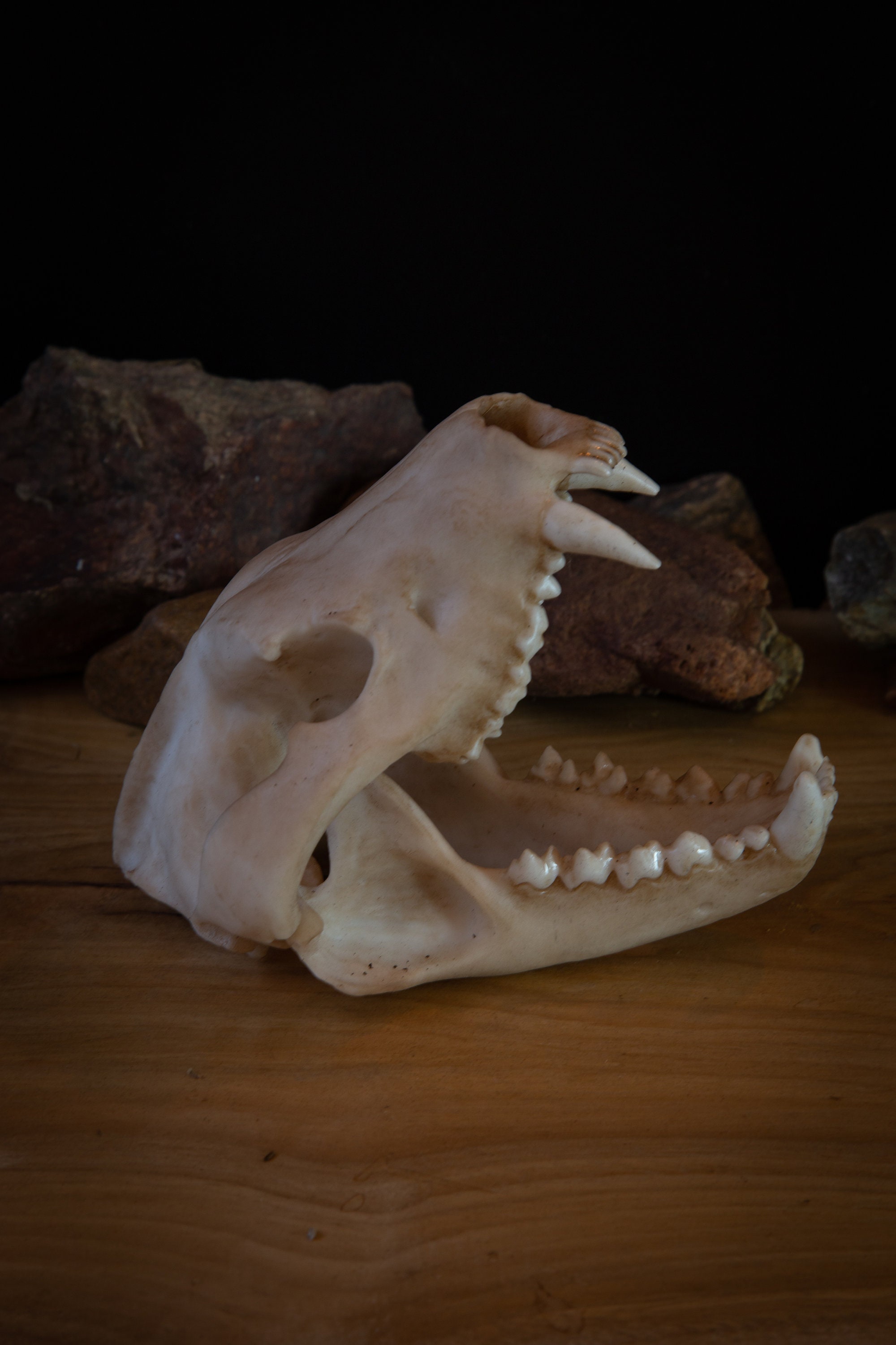 Tasmanian Devil Skull Replica – Life Size Anatomical Resin Model
