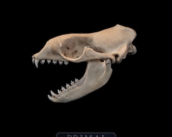 Leopard Seal Skull Replica, Life-Size Marine Mammal Skull, Museum-Quality Animal Skull, Antarctic Wildlife Display