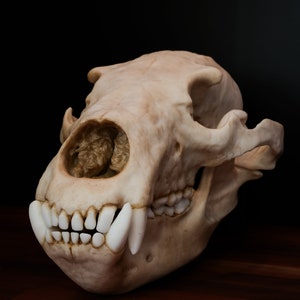 Grizzly Bear Skull - Full Sized Large Replica Skull - FREE world wide shipping.