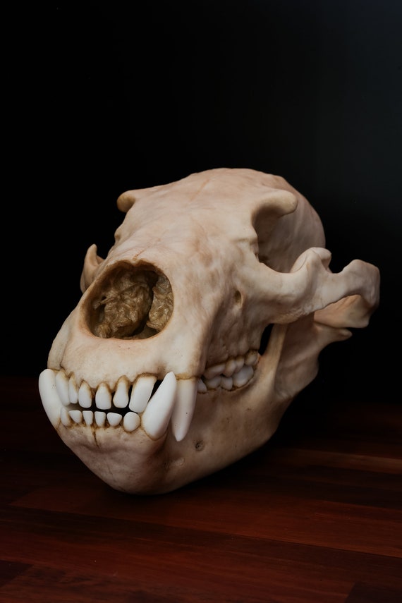 熊の頭蓋骨 グリズリー ベアの頭蓋骨 - フルサイズの大型レプリカ頭蓋骨 - 世界中