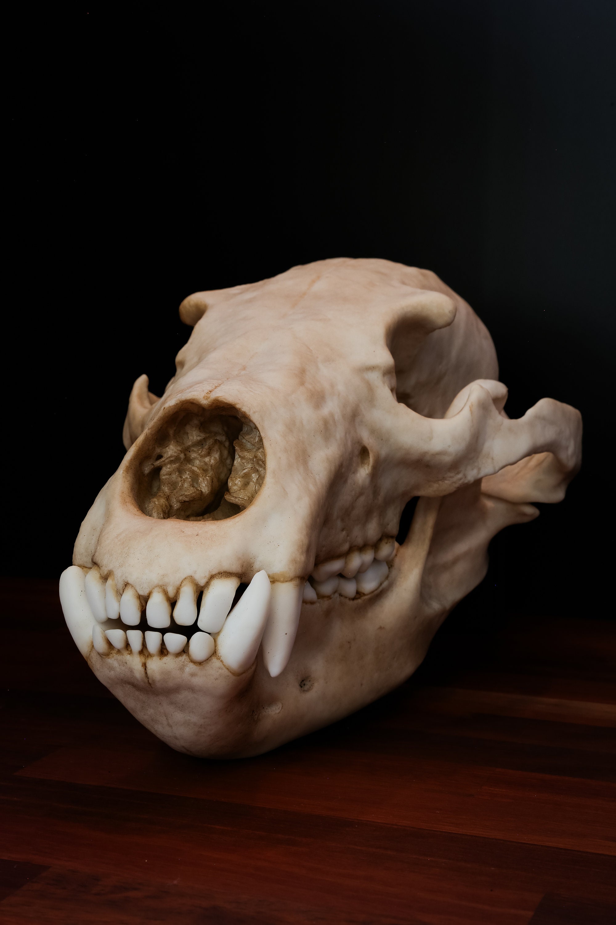 グリズリー ベアの頭蓋骨 - フルサイズの大型レプリカ頭蓋骨 - 世界中