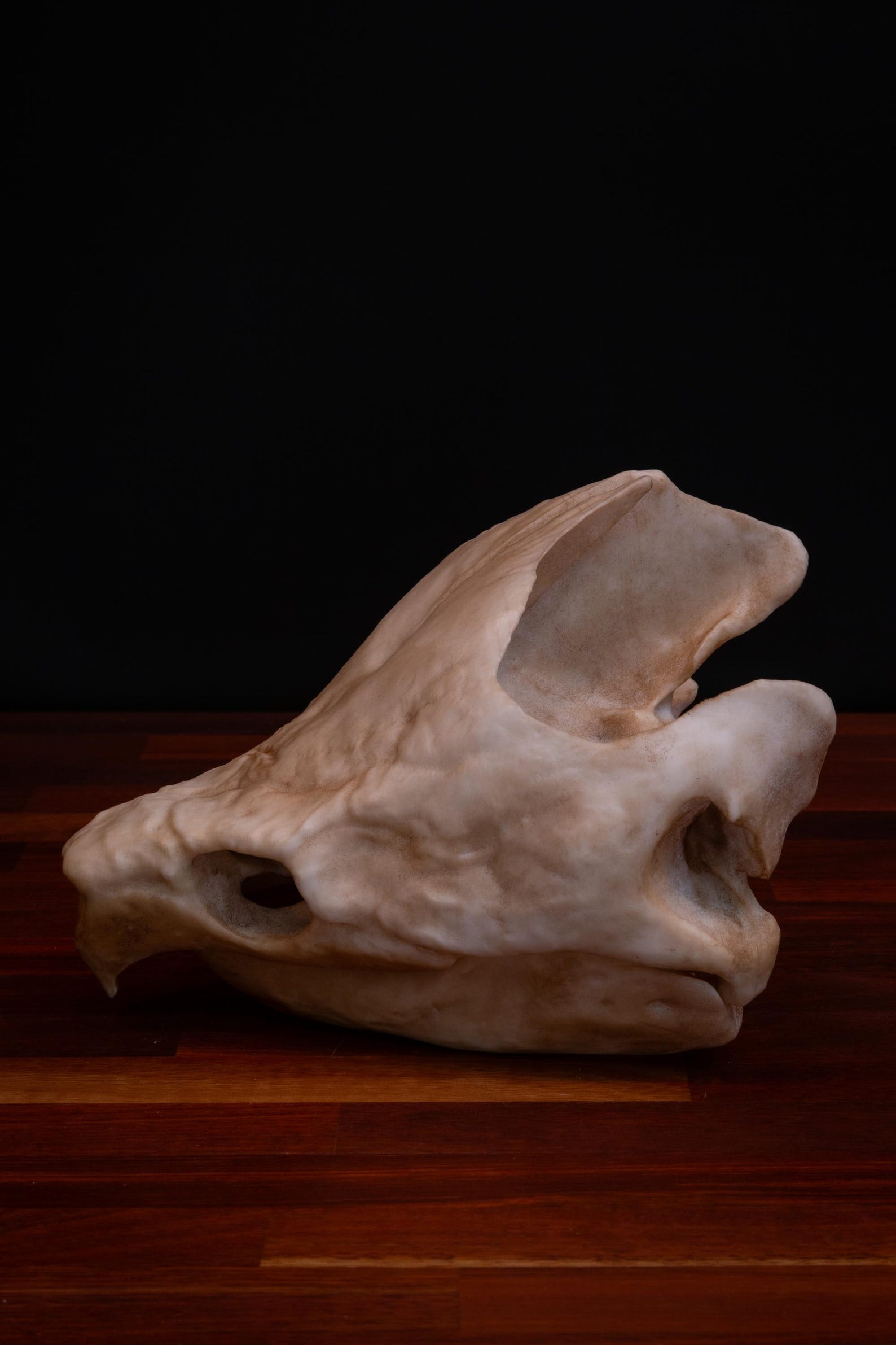 Alligator Snapping Turtle Skull -replica - High Quality Piece - FREE ...