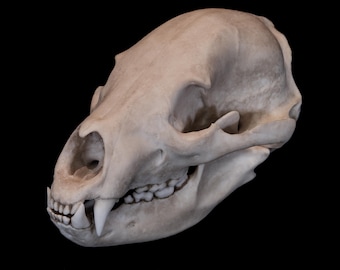 Life-Size Black Bear Skull Replica – Anatomical Model - FREE World Wide Shipping!
