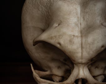 エイリアンの頭蓋骨 (グレーのエイリアン) - 実物大 - 非常に精巧な高