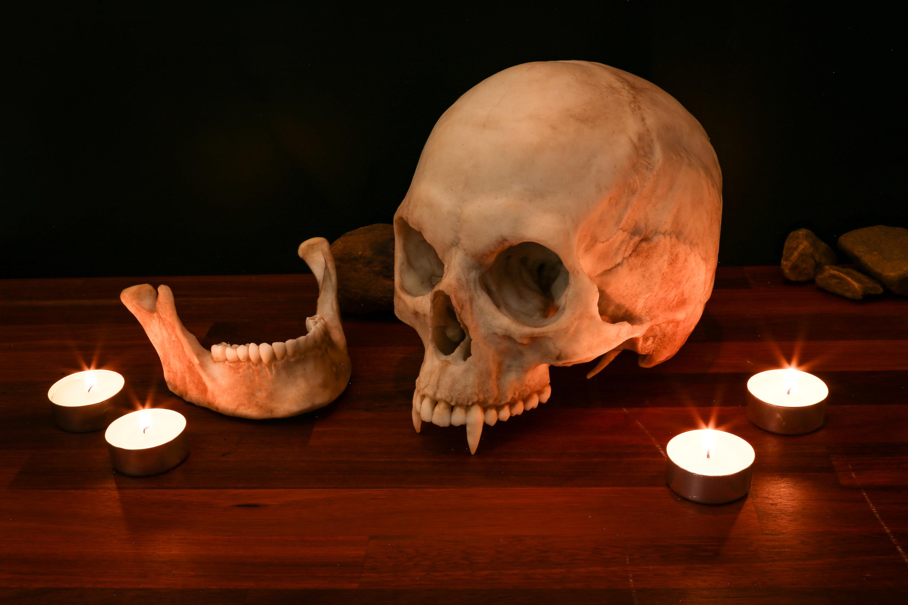 Life Size Vampire Skull Replica – Gothic Dark Fantasy Resin