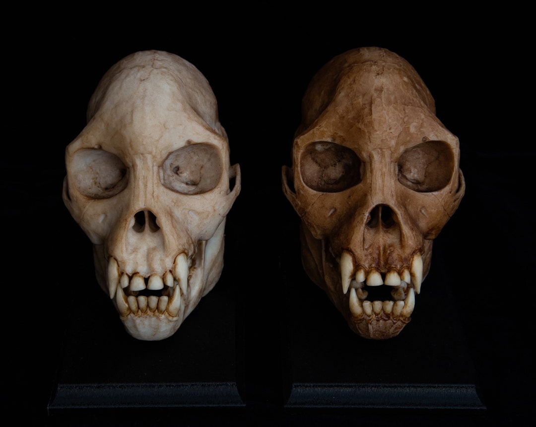 プロコンスル・アフリカヌスの頭蓋骨 - 実物大 - 高品質の作品 - 送料