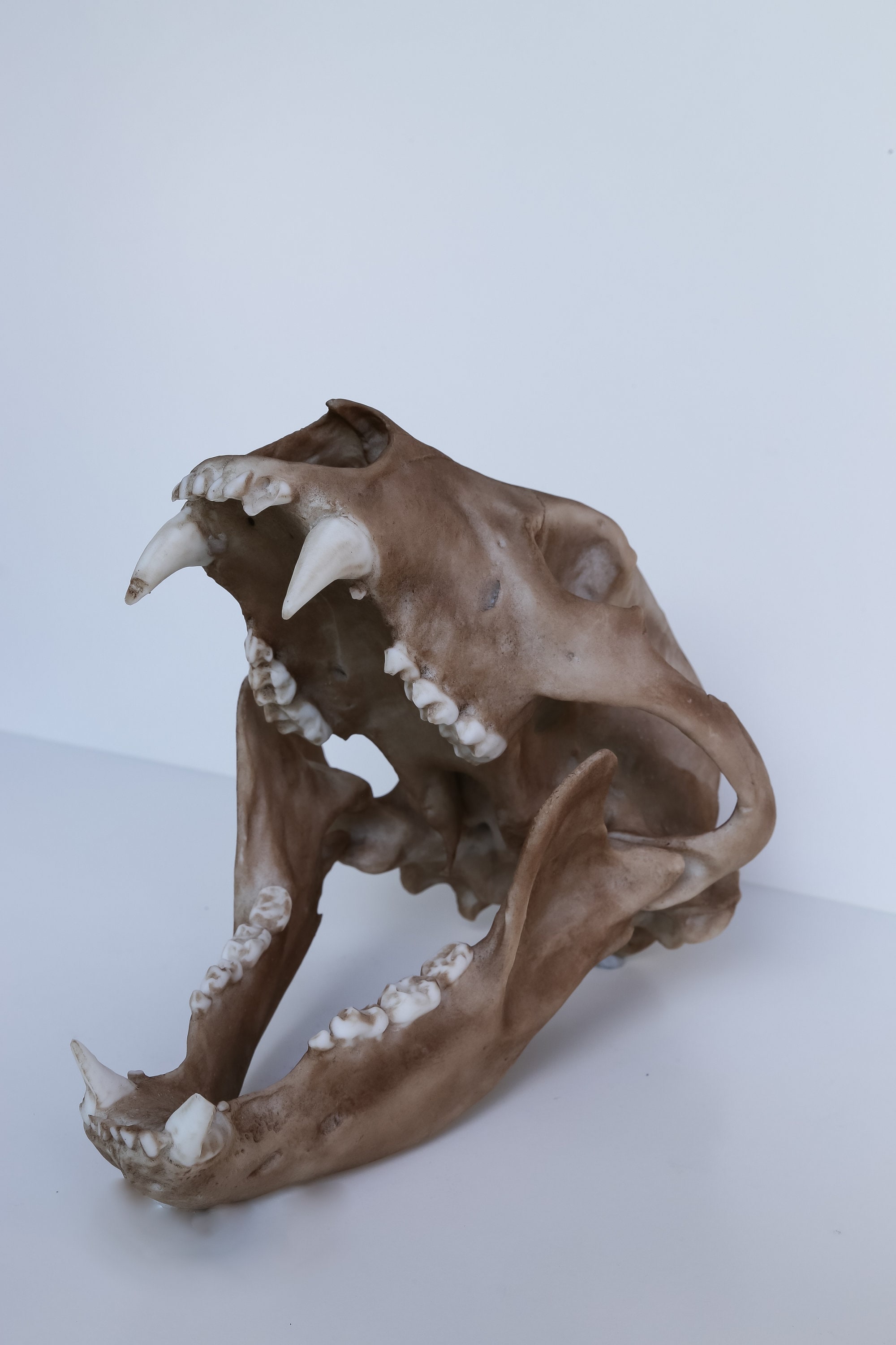 クロクマの頭蓋骨 - 実物大レプリカ - 高品質の作品 - 世界中に送料