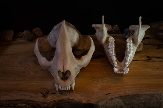 Giant Panda Skull Replica – Life-size Anatomical Model - FREE