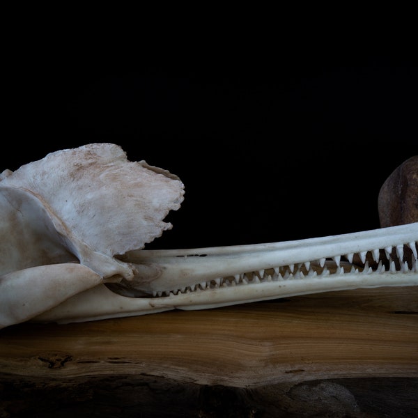 Ganges River Dolphin Skull - Full Sized 1:1 scale - High quality Replica - FREE world wide shipping!