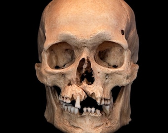 Viking Skull Replica, Life-Sized Resin Model, Gothic Decor, Includes FREE shipping.