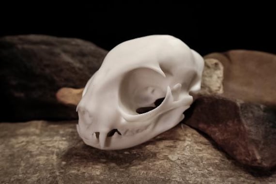 Domestic Cat Skull Replica – Anatomical Model, Hand Finished