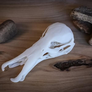 Platypus Life Sized Skull-Replica - High Quality Piece - FREE delivery world wide!