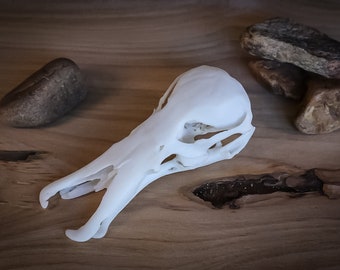 高品質 ハシビロコウ 頭骨（レプリカ） ☆ 即納 ☆ 高品質