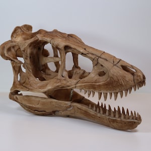 Tyrannosaurus rex Dinosaur Skull-Replica - Resin Printed High Quality museum Piece - FREE world wide shipping!