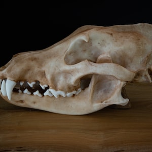May include: A close-up of a canine skull, displaying its off-white bone and bright white teeth. The skull is positioned on a wooden surface with a dark backdrop, emphasizing the detailed structure and texture of the bone.