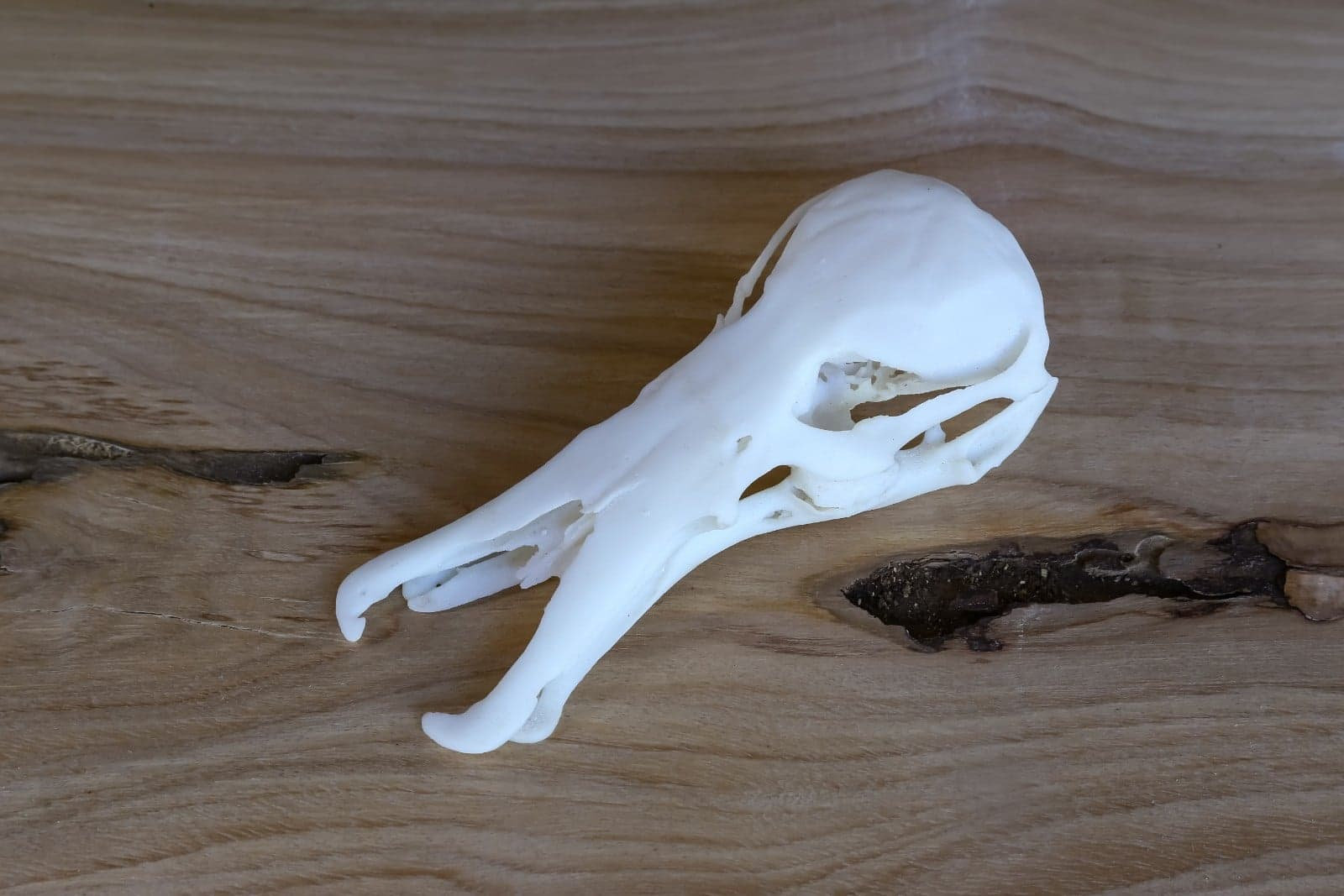 高品質　ハシビロコウ 頭骨（レプリカ） 高品質 ハシビロコウ 頭骨（レプリカ） ☆ 即納 ☆ 高品質