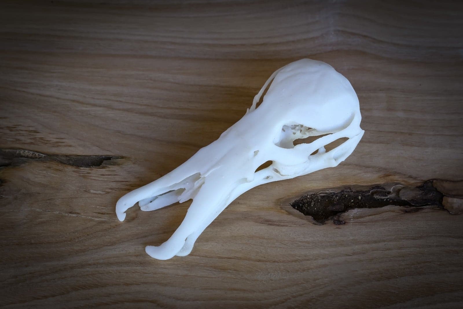 カモノハシの等身大の頭蓋骨レプリカ - 高品質の作品 - 世界中に無料で