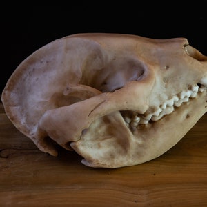 Panda Schädel - großes Replikat in hoher Qualität - KOSTENLOSER weltweiter Versand!