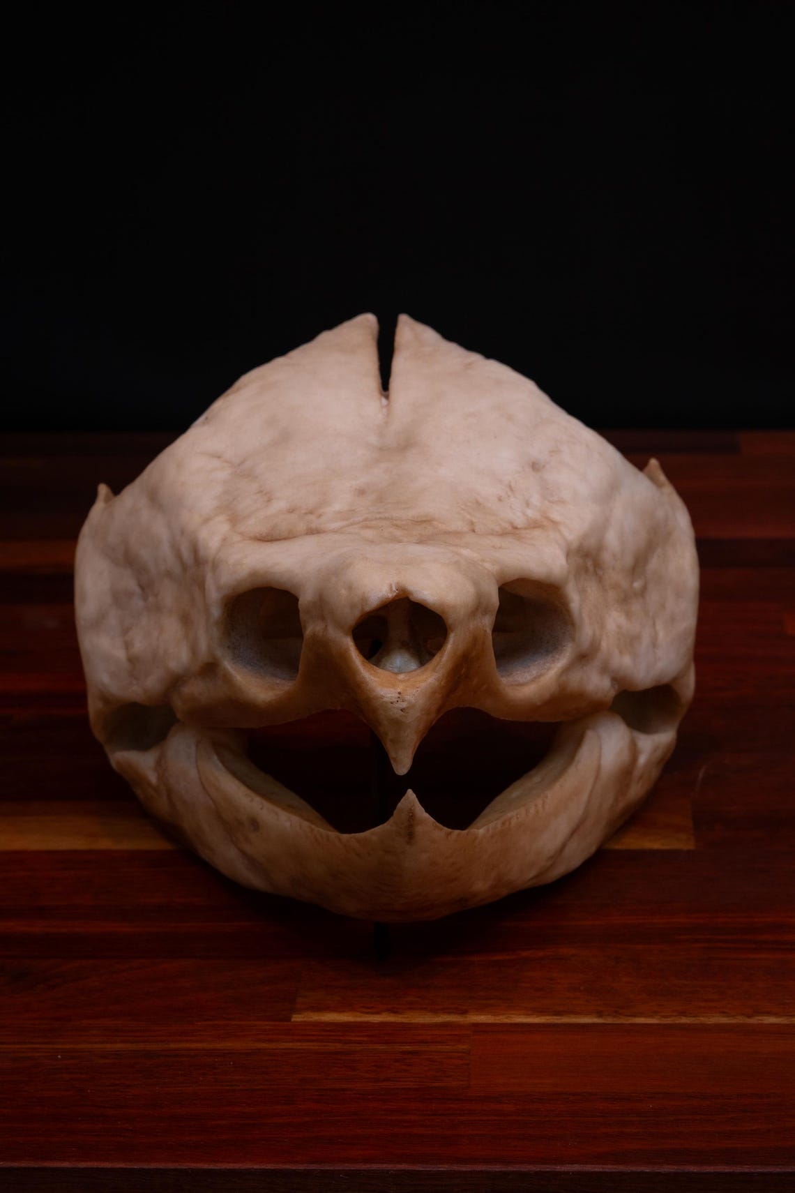 Alligator Snapping Turtle Skull -replica - High Quality Piece - FREE ...