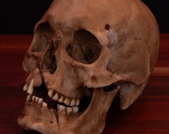 Viking Skull - life sized - super detailed - Resin Printed High Quality Piece - FREE shipping.