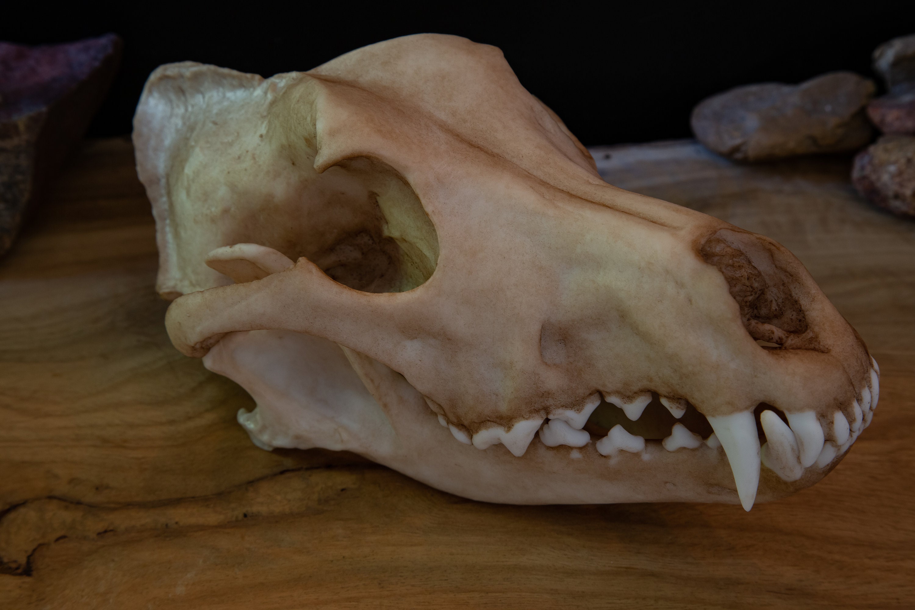 ディンゴの頭蓋骨 - オーストラリア - レプリカ - 高品質の作品 - 世界