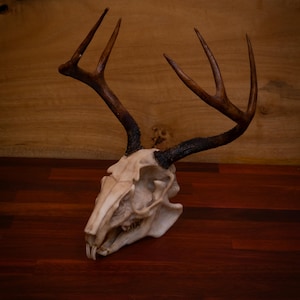 Jackalope Skull - life sized - Super detailed - High Quality Piece - Free shipping.