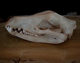 Tasmanian Tiger (thylacine) Skull-Replica - High Quality - FREE delivery world wide!